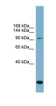 SLC12A4 antibody