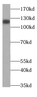 SLC12A5-Specific antibody