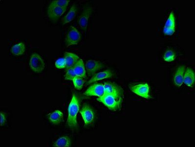 SLC12A9 Antibody