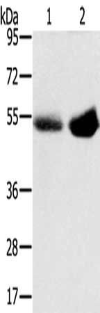 SLC13A3 antibody