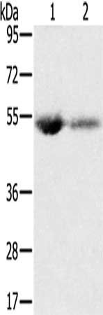 SLC13A3 antibody