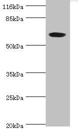 SLC13A4 antibody