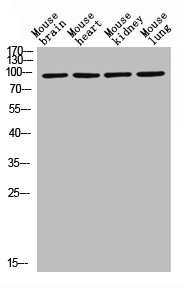 SLC15A1 antibody