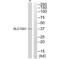 SLC15A1 antibody