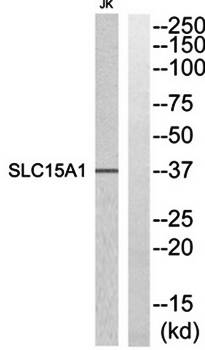 SLC15A1 antibody