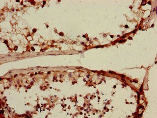 SLC15A3 antibody