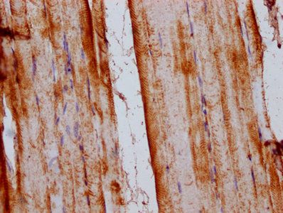SLC15A4 Antibody