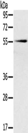 SLC16A10 antibody