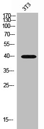 SLC16A13 Antibody