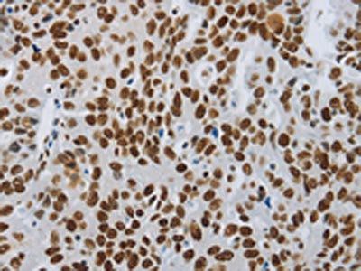 SLC16A14 antibody