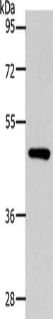 SLC16A14 antibody