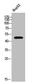 SLC16A14 antibody