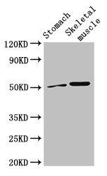 SLC16A3 Antibody