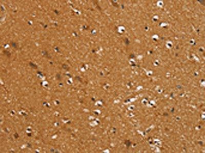 SLC16A3 Antibody