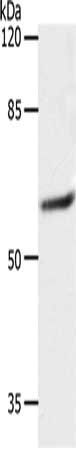 SLC16A4 antibody