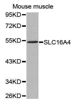 SLC16A4 antibody