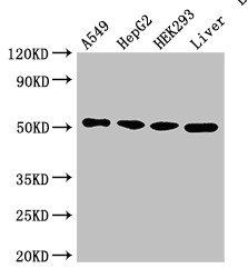 SLC16A7 Antibody