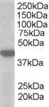 Goat anti-SLC16A7 / MCT2 Antibody