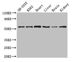 SLC16A9 antibody