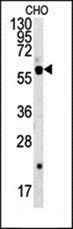 SLC16A9 antibody