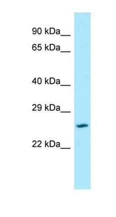 SLC17A1 antibody