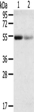 SLC17A1 antibody