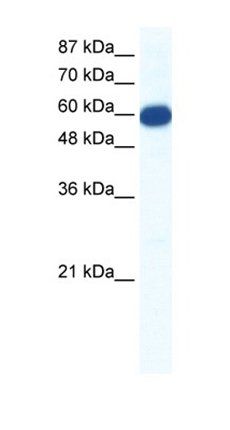 SLC18A1 antibody