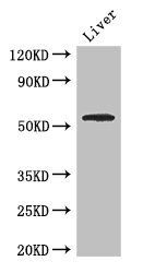 SLC18A1 antibody