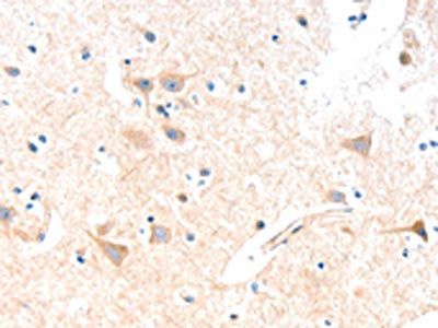 SLC19A2 Antibody