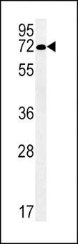 SLC19A3 antibody
