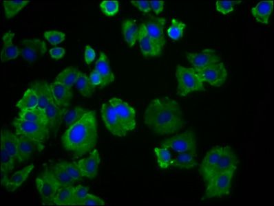 SLC19A3 Antibody