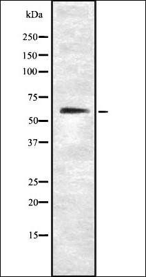 SLC1A1 antibody