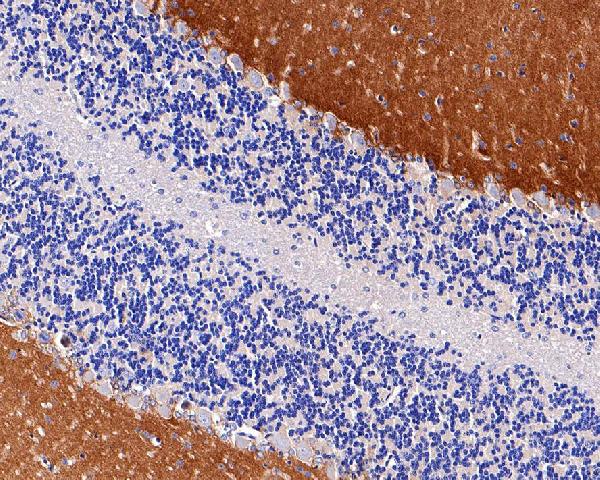 Anti-EAAT1 SLC1A3 Rabbit Monoclonal Antibody