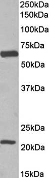 SLC1A3 antibody