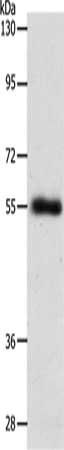 SLC1A5 antibody