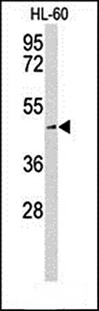 SLC1A5 antibody