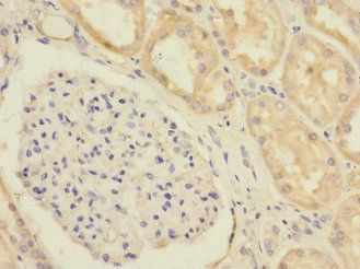 SLC1A7 Antibody