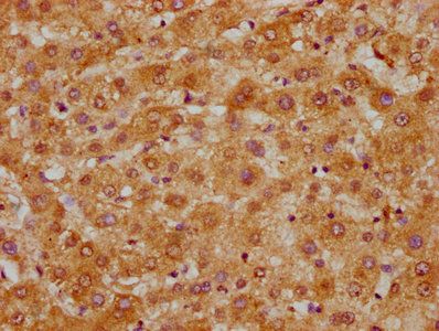 SLC1A7 Antibody