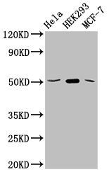 SLC20A1 antibody