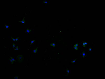 SLC22A10 Antibody