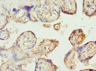 SLC22A11 Antibody