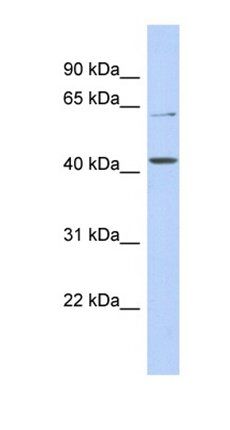 SLC22A12 antibody