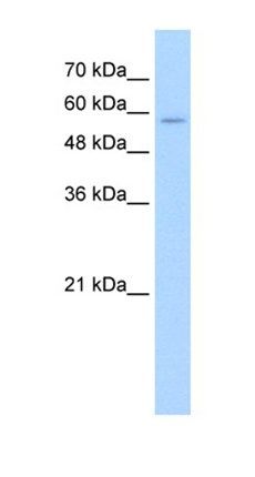 SLC22A16 antibody