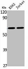 SLC22A17 Antibody