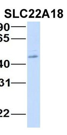 SLC22A18 antibody