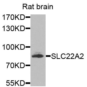 SLC22A2 antibody