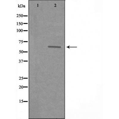 SLC22A3 antibody