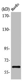 SLC22A3 antibody