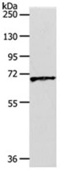 SLC22A3 Antibody