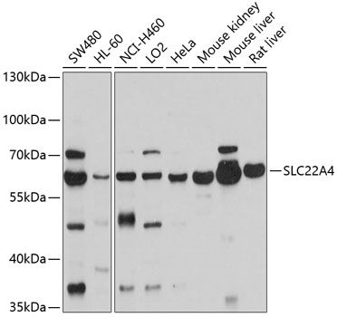 SLC22A4 antibody